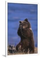 Grizzly Hiding behind Paws-DLILLC-Framed Premium Photographic Print