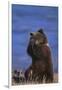 Grizzly Hiding behind Paws-DLILLC-Framed Premium Photographic Print