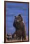Grizzly Hiding behind Paws-DLILLC-Framed Premium Photographic Print