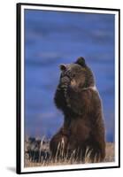 Grizzly Hiding behind Paws-DLILLC-Framed Premium Photographic Print