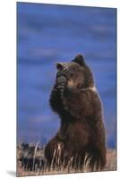Grizzly Hiding behind Paws-DLILLC-Mounted Premium Photographic Print