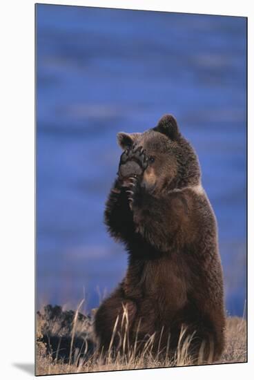 Grizzly Hiding behind Paws-DLILLC-Mounted Premium Photographic Print