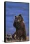 Grizzly Hiding behind Paws-DLILLC-Framed Stretched Canvas