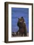 Grizzly Hiding behind Paws-DLILLC-Framed Premium Photographic Print