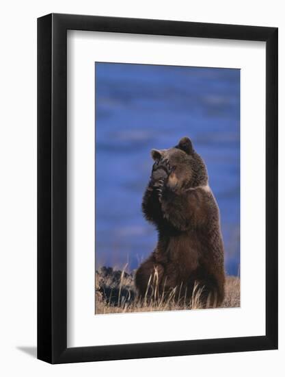 Grizzly Hiding behind Paws-DLILLC-Framed Premium Photographic Print