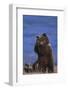 Grizzly Hiding behind Paws-DLILLC-Framed Premium Photographic Print