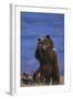 Grizzly Hiding behind Paws-DLILLC-Framed Photographic Print