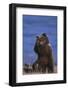 Grizzly Hiding behind Paws-DLILLC-Framed Photographic Print