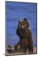 Grizzly Hiding behind Paws-DLILLC-Mounted Photographic Print