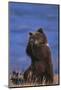 Grizzly Hiding behind Paws-DLILLC-Mounted Photographic Print