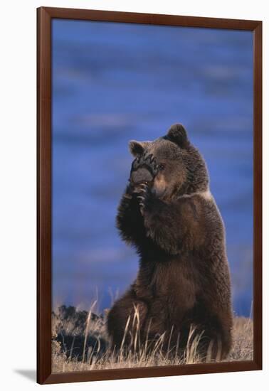 Grizzly Hiding behind Paws-DLILLC-Framed Photographic Print