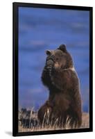 Grizzly Hiding behind Paws-DLILLC-Framed Photographic Print