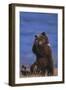 Grizzly Hiding behind Paws-DLILLC-Framed Photographic Print