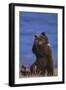 Grizzly Hiding behind Paws-DLILLC-Framed Photographic Print