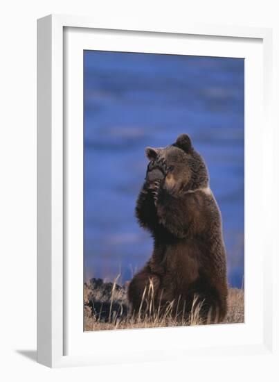 Grizzly Hiding behind Paws-DLILLC-Framed Photographic Print