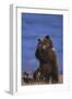 Grizzly Hiding behind Paws-DLILLC-Framed Photographic Print