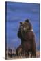 Grizzly Hiding behind Paws-DLILLC-Stretched Canvas
