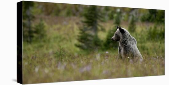 Grizzly in a Meadow in Glacier-Waterton International Peace Park, Lewis Range, Montana-Steven Gnam-Stretched Canvas