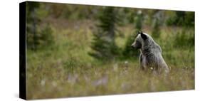 Grizzly in a Meadow in Glacier-Waterton International Peace Park, Lewis Range, Montana-Steven Gnam-Stretched Canvas