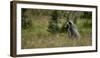 Grizzly in a Meadow in Glacier-Waterton International Peace Park, Lewis Range, Montana-Steven Gnam-Framed Photographic Print