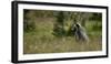 Grizzly in a Meadow in Glacier-Waterton International Peace Park, Lewis Range, Montana-Steven Gnam-Framed Photographic Print