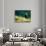 Grizzly of Kronotska National Park, Kamchatka, Russia-Daisy Gilardini-Photographic Print displayed on a wall