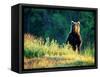 Grizzly of Kronotska National Park, Kamchatka, Russia-Daisy Gilardini-Framed Stretched Canvas