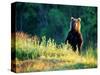 Grizzly of Kronotska National Park, Kamchatka, Russia-Daisy Gilardini-Stretched Canvas