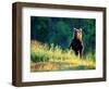 Grizzly of Kronotska National Park, Kamchatka, Russia-Daisy Gilardini-Framed Photographic Print