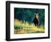 Grizzly of Kronotska National Park, Kamchatka, Russia-Daisy Gilardini-Framed Photographic Print