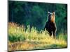 Grizzly of Kronotska National Park, Kamchatka, Russia-Daisy Gilardini-Mounted Photographic Print