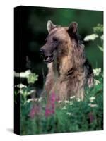 Grizzly or Brown Bear, Glacier National Park, Montana, USA-Art Wolfe-Stretched Canvas