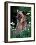 Grizzly or Brown Bear, Glacier National Park, Montana, USA-Art Wolfe-Framed Photographic Print