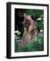 Grizzly or Brown Bear, Glacier National Park, Montana, USA-Art Wolfe-Framed Photographic Print