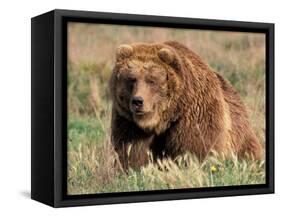 Grizzly or Brown Bear, Kodiak Island, Alaska, USA-Art Wolfe-Framed Stretched Canvas