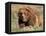 Grizzly or Brown Bear, Kodiak Island, Alaska, USA-Art Wolfe-Framed Stretched Canvas