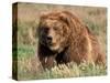 Grizzly or Brown Bear, Kodiak Island, Alaska, USA-Art Wolfe-Stretched Canvas