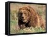 Grizzly or Brown Bear, Kodiak Island, Alaska, USA-Art Wolfe-Framed Stretched Canvas