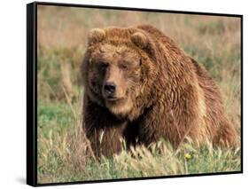 Grizzly or Brown Bear, Kodiak Island, Alaska, USA-Art Wolfe-Framed Stretched Canvas