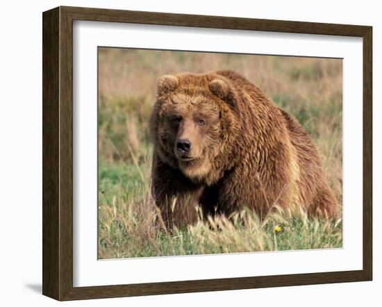 Grizzly or Brown Bear, Kodiak Island, Alaska, USA-Art Wolfe-Framed Premium Photographic Print