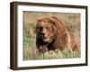 Grizzly or Brown Bear, Kodiak Island, Alaska, USA-Art Wolfe-Framed Premium Photographic Print