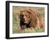 Grizzly or Brown Bear, Kodiak Island, Alaska, USA-Art Wolfe-Framed Premium Photographic Print