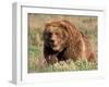 Grizzly or Brown Bear, Kodiak Island, Alaska, USA-Art Wolfe-Framed Premium Photographic Print