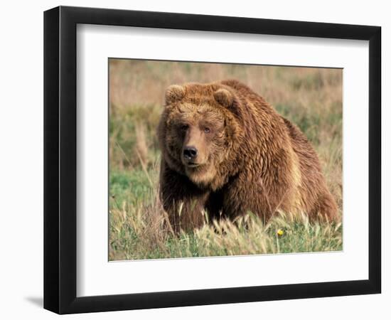 Grizzly or Brown Bear, Kodiak Island, Alaska, USA-Art Wolfe-Framed Photographic Print