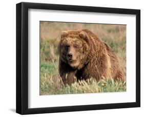 Grizzly or Brown Bear, Kodiak Island, Alaska, USA-Art Wolfe-Framed Photographic Print