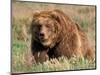 Grizzly or Brown Bear, Kodiak Island, Alaska, USA-Art Wolfe-Mounted Photographic Print