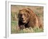 Grizzly or Brown Bear, Kodiak Island, Alaska, USA-Art Wolfe-Framed Photographic Print