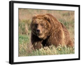 Grizzly or Brown Bear, Kodiak Island, Alaska, USA-Art Wolfe-Framed Photographic Print