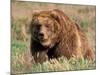 Grizzly or Brown Bear, Kodiak Island, Alaska, USA-Art Wolfe-Mounted Photographic Print