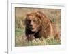 Grizzly or Brown Bear, Kodiak Island, Alaska, USA-Art Wolfe-Framed Photographic Print